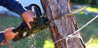 How Our Tree Care Process Works  in West Lake Hills, TX